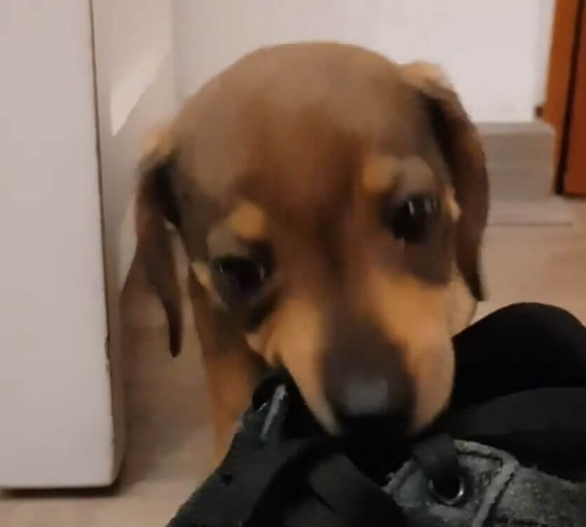 ダックスフンド,動画