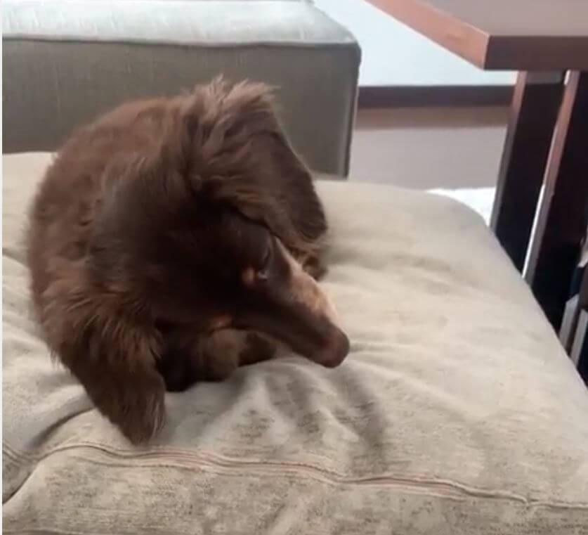 ダックスフンド,動画