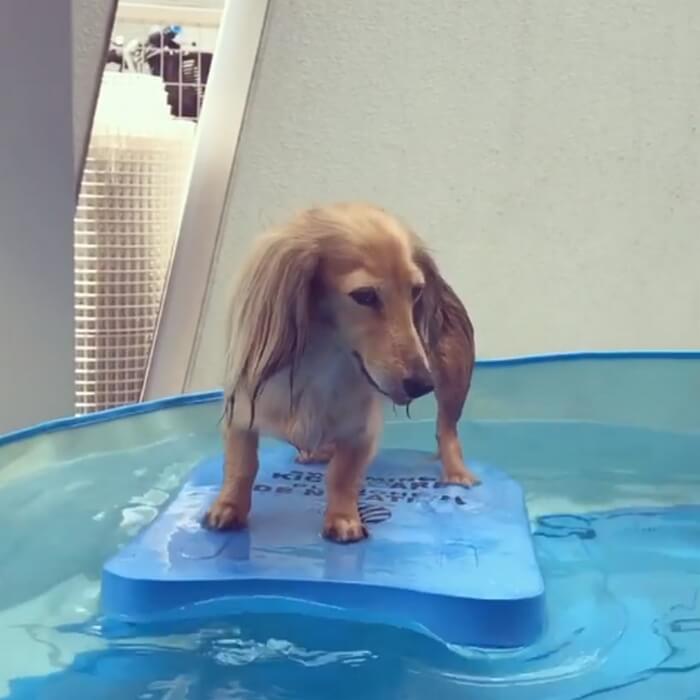 ダックスフンド,動画