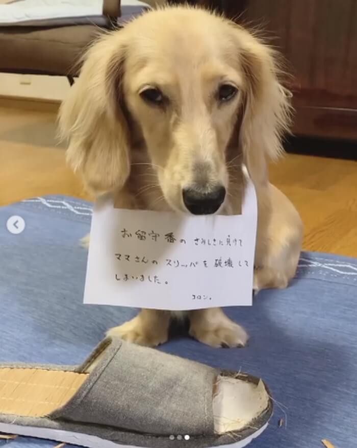 ダックスフンド,動画