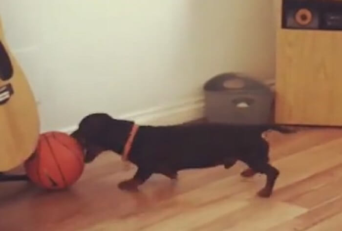 ダックスフンド,動画