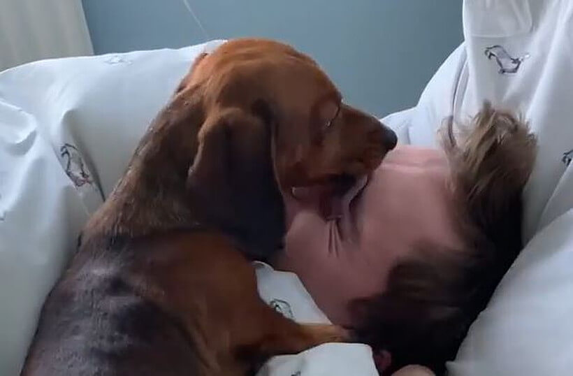 ダックスフンド,動画