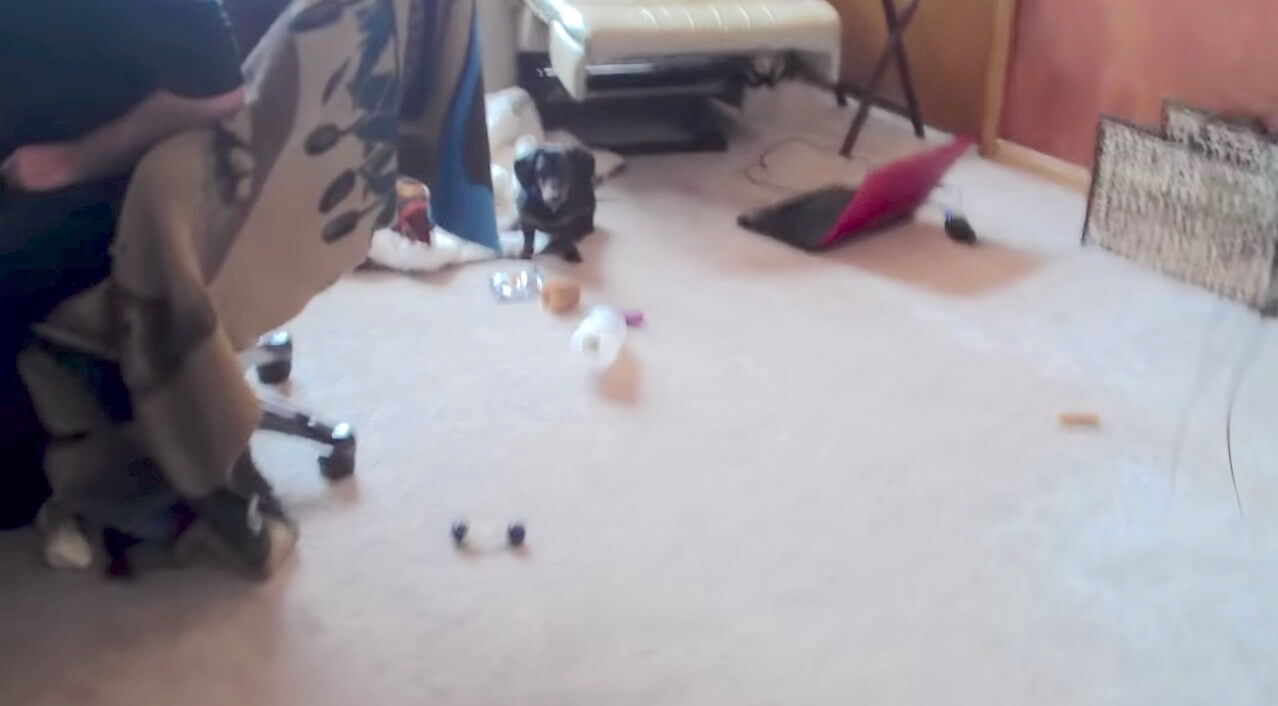 ダックスフンド,動画