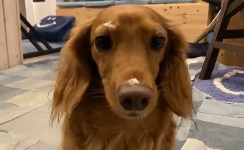 ダックスフンド,動画