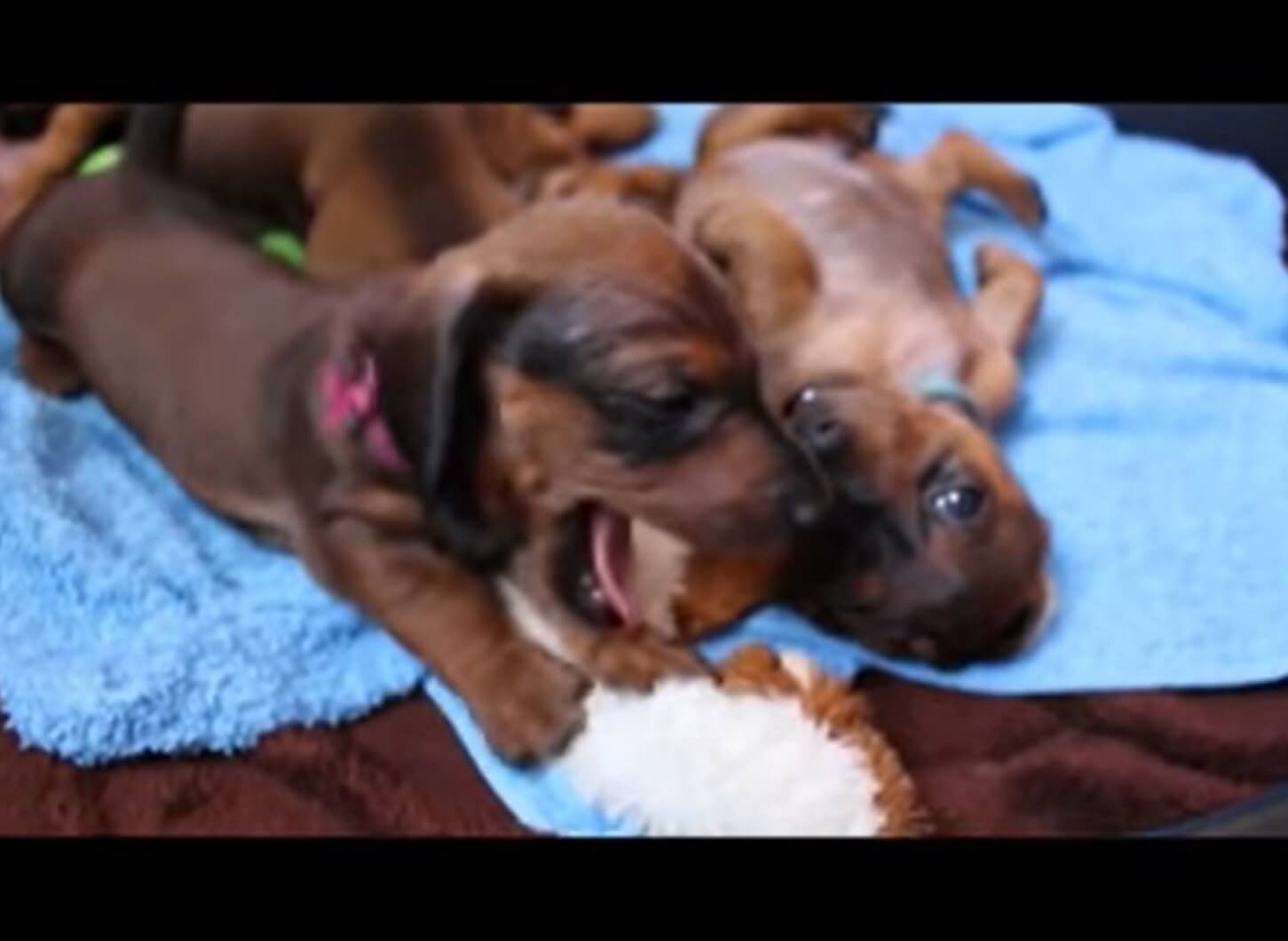 ダックスフンド,動画