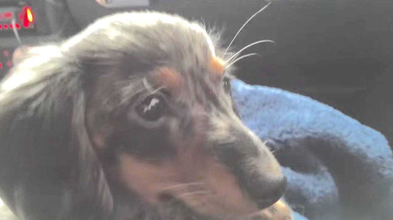 ダックスフンド,動画