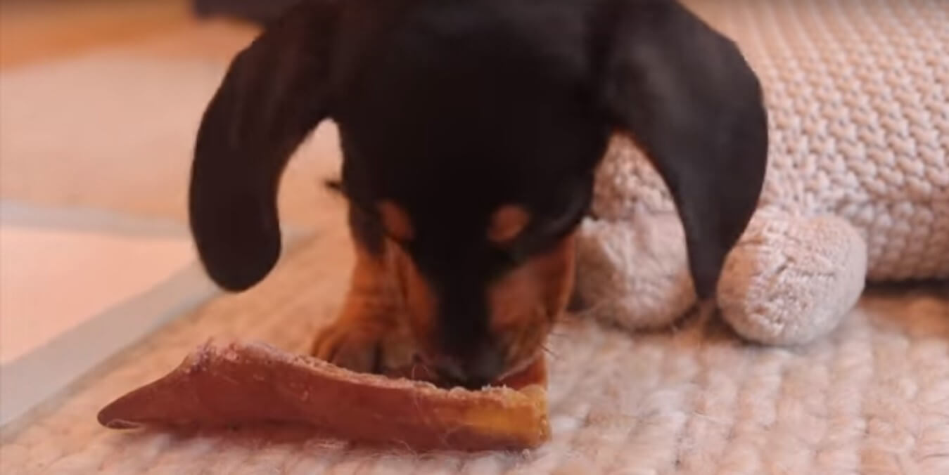 ダックスフンド,動画