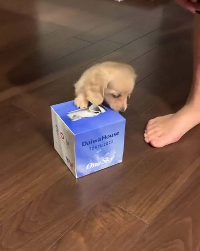 ダックスフンド,動画