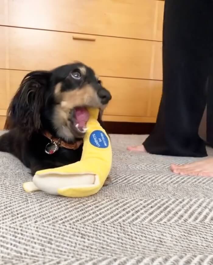 ダックスフンド,動画