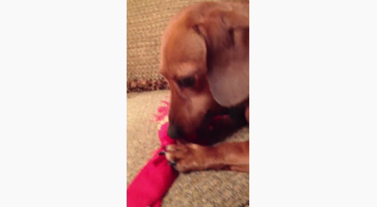 ダックスフンド,動画