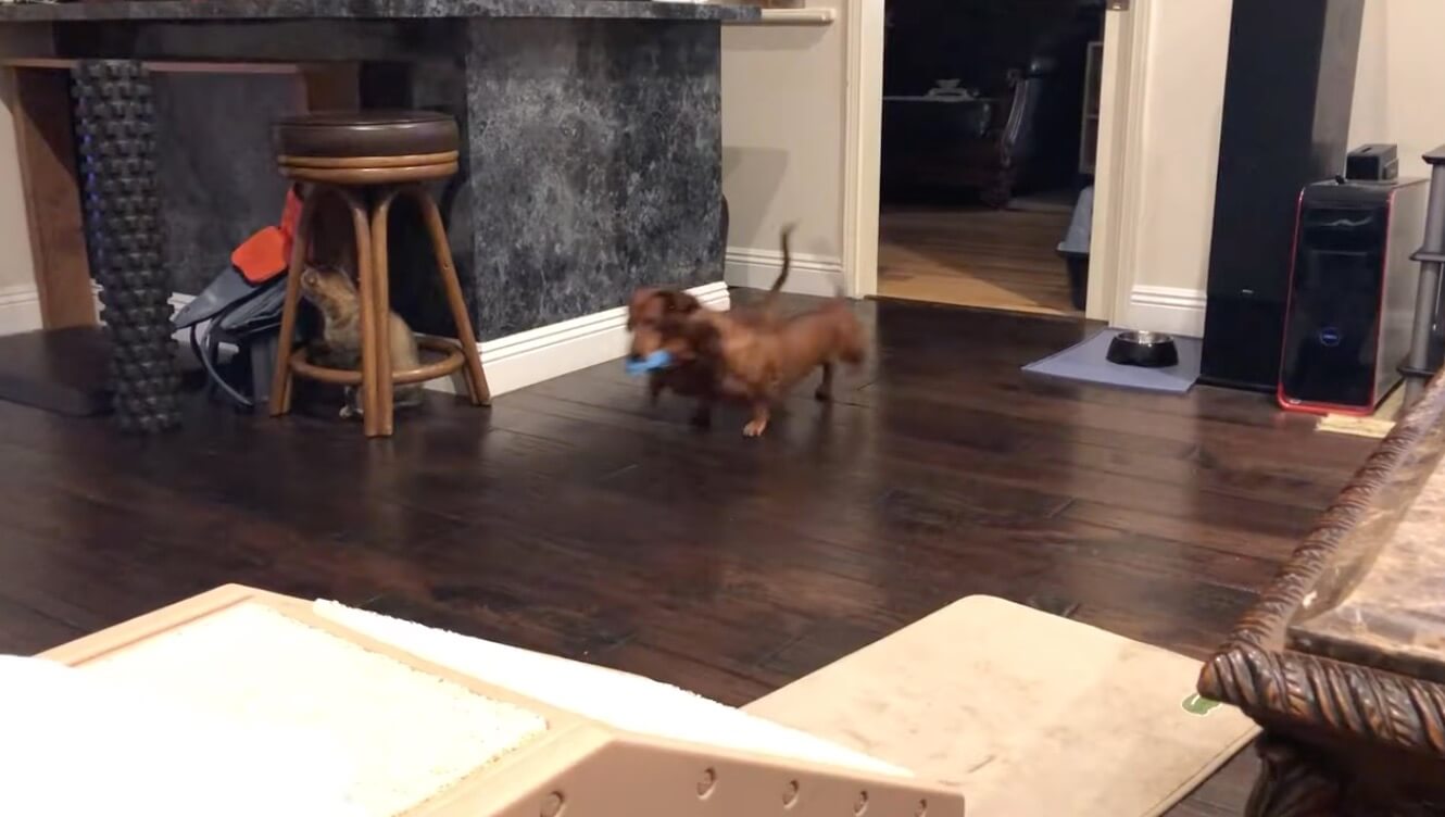 ダックスフンド,動画