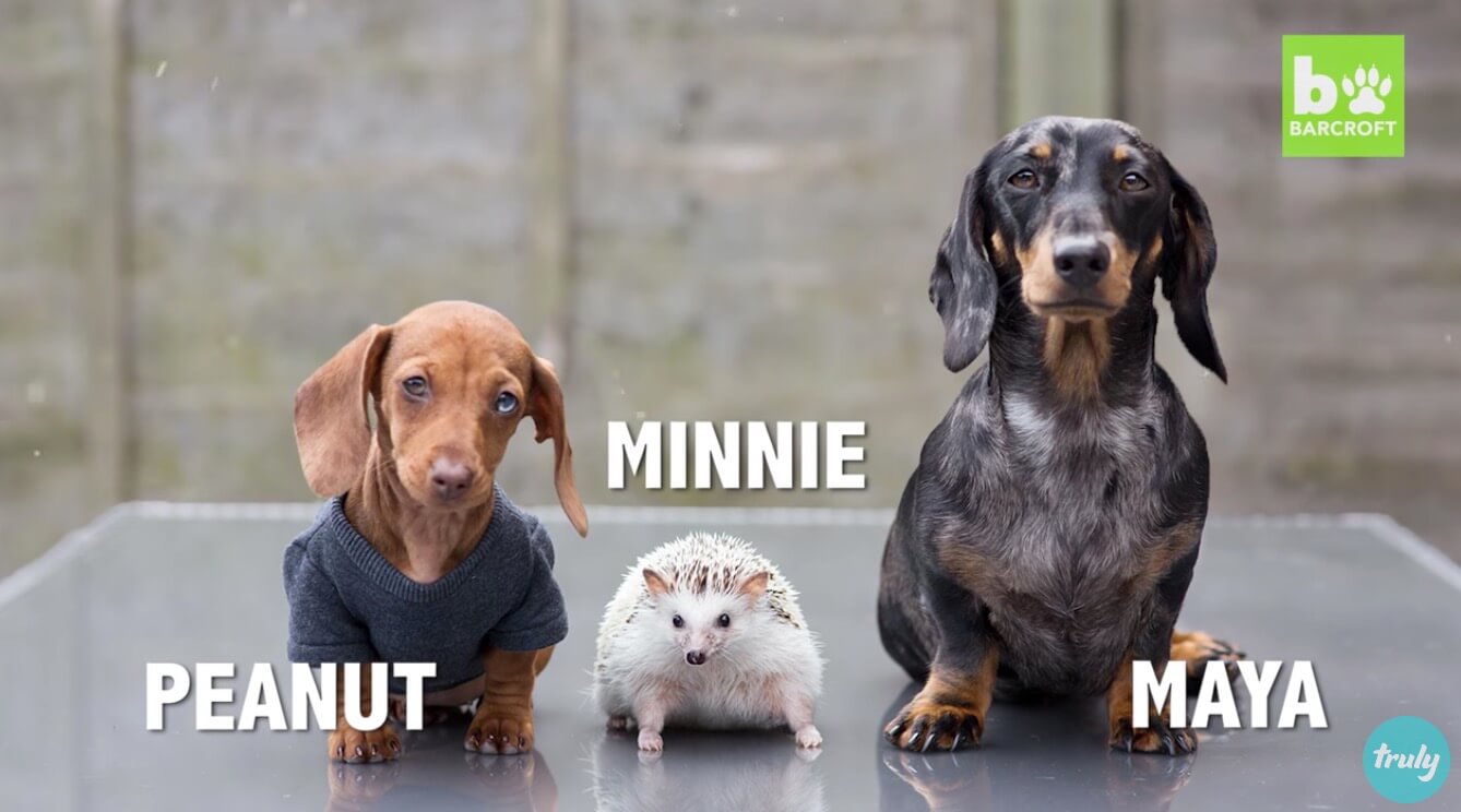 ダックスフンド,動画