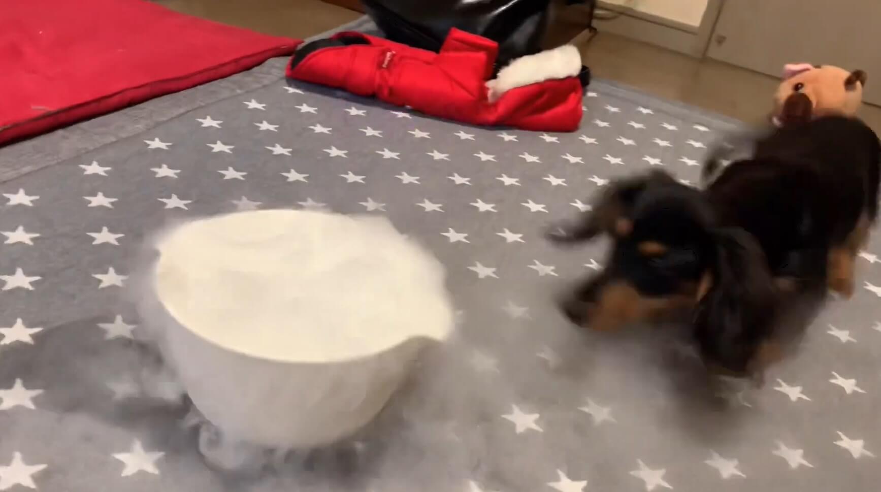 ダックスフンド,動画