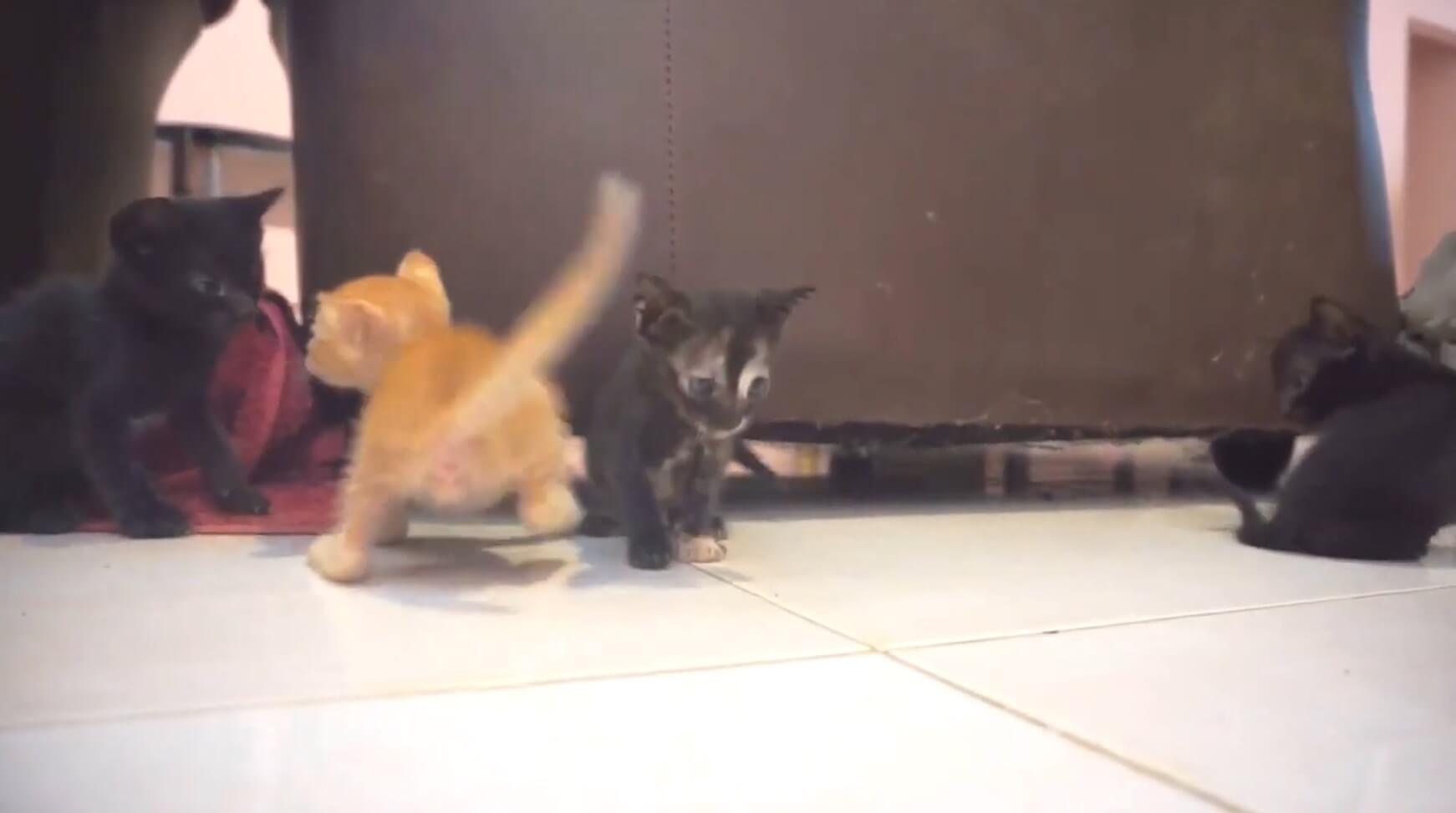 ダックスフンド,動画