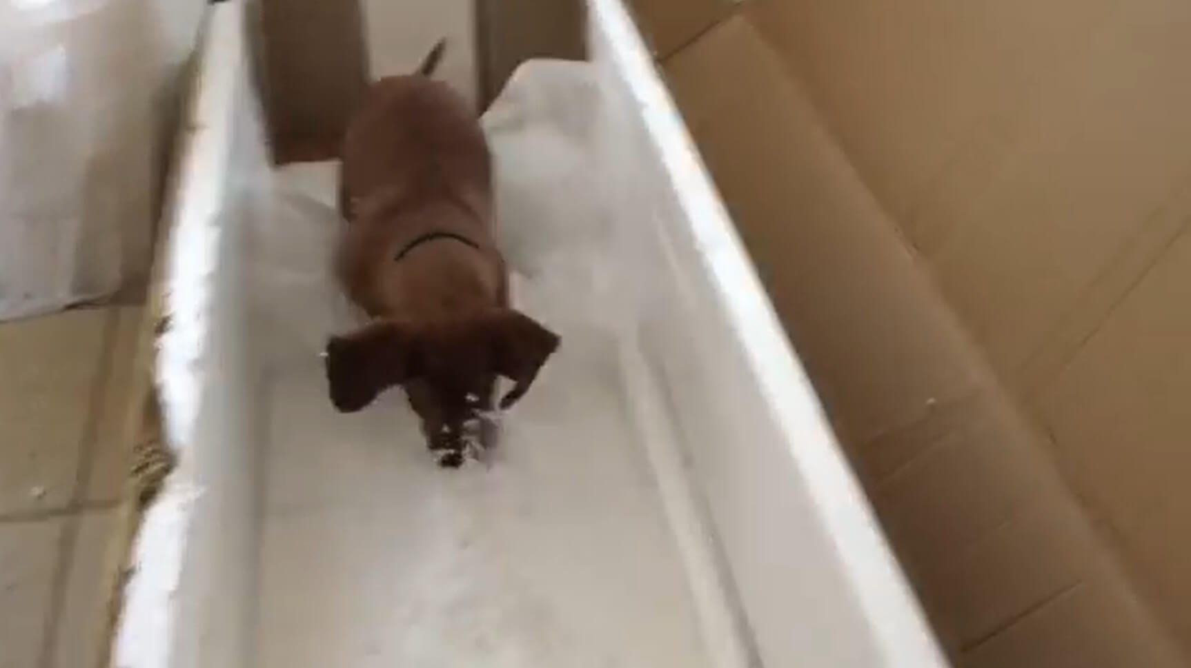 ダックスフンド,動画