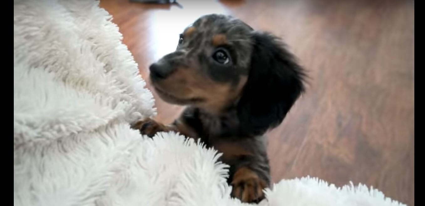 ダックスフンド,動画