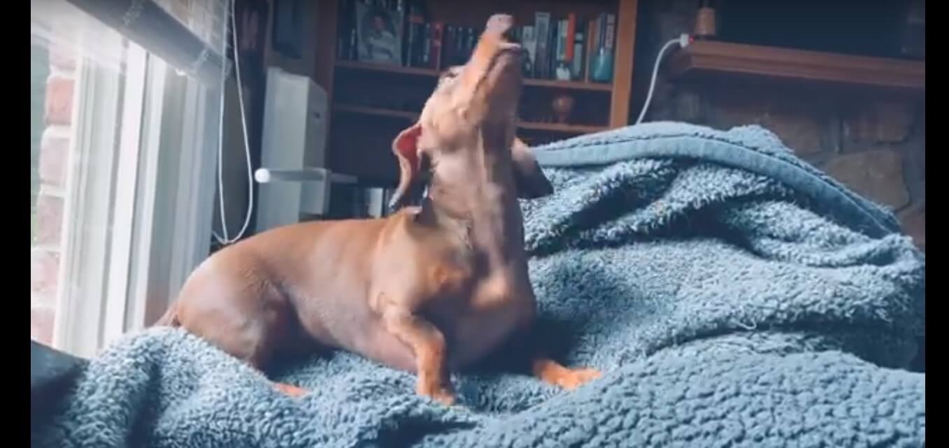 ダックスフンド,動画