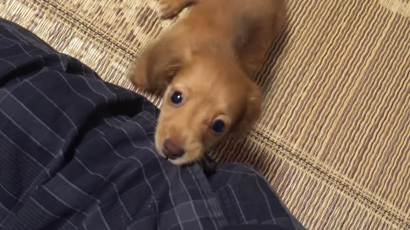 ダックスフンド,動画