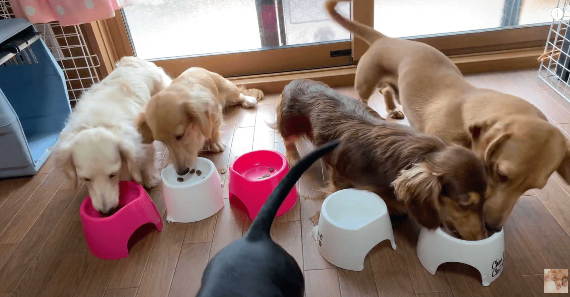 ダックスフンド,動画