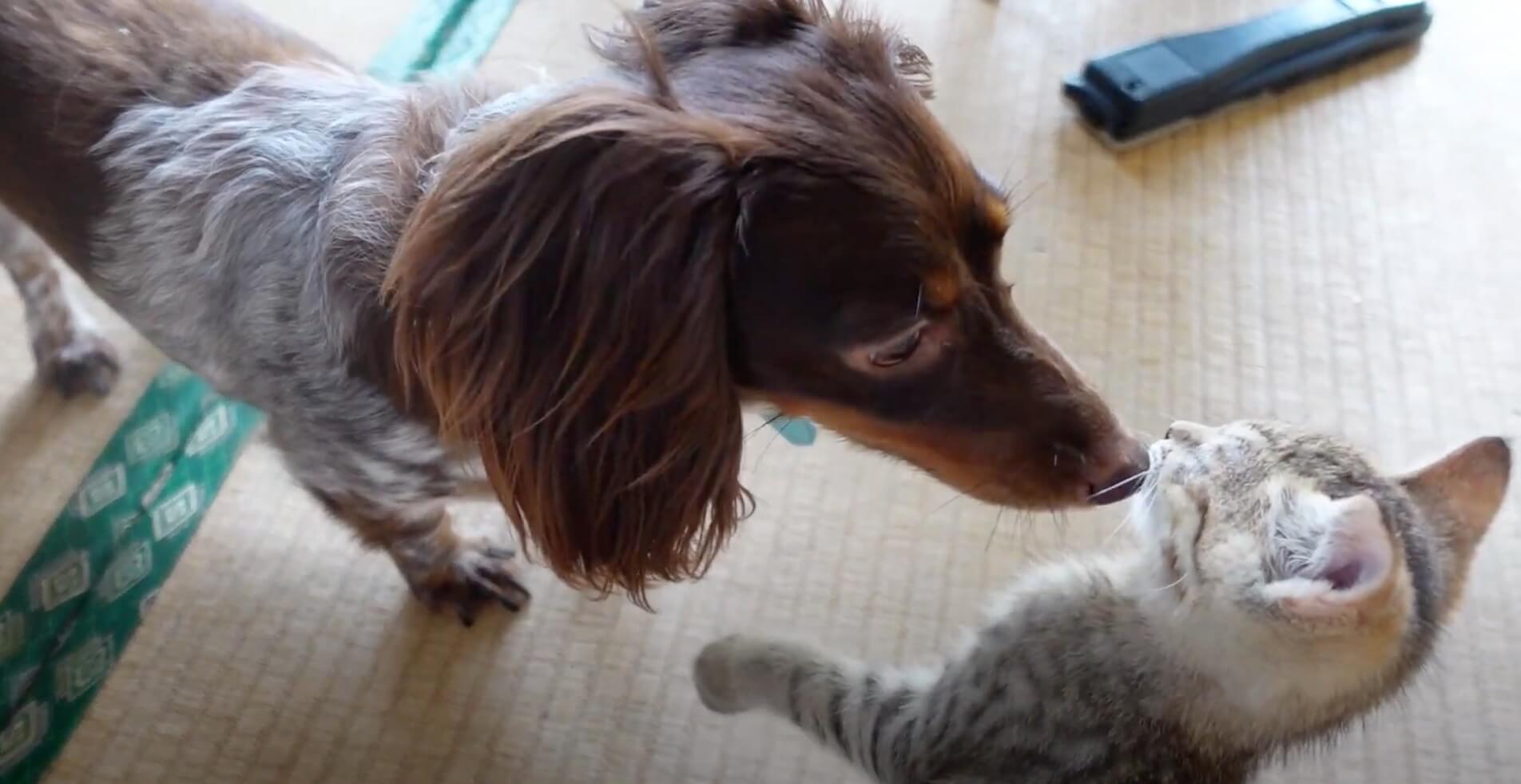 ダックスフンド,動画