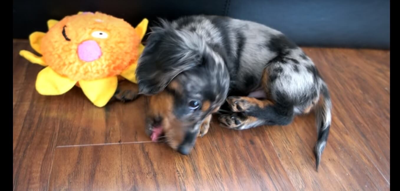 ダックスフンド,動画