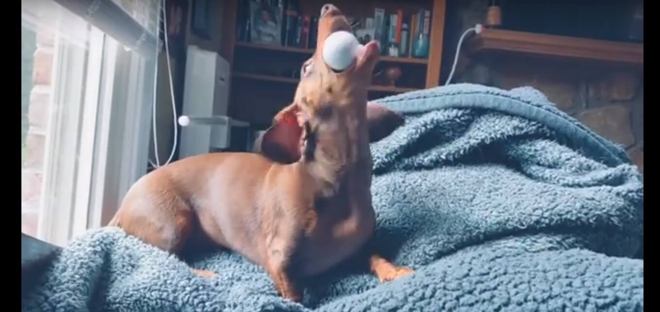 ダックスフンド,動画