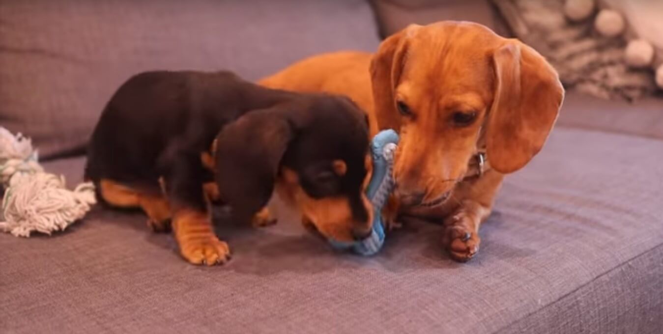 ダックスフンド,動画