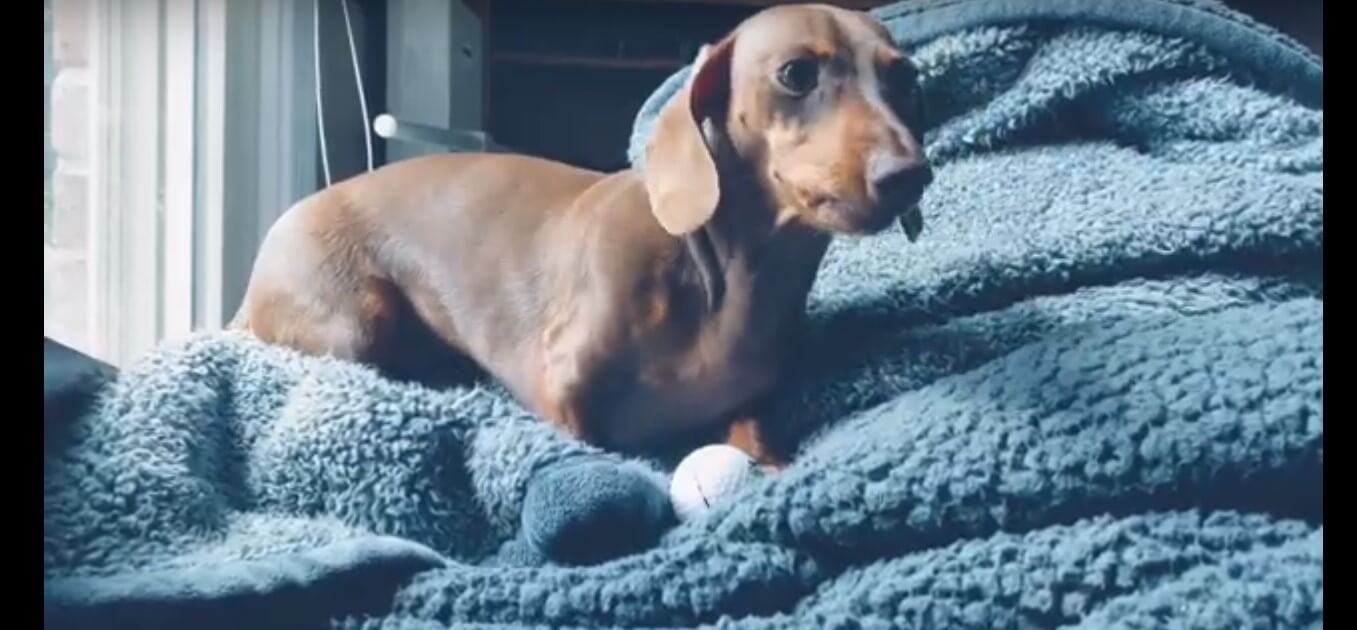 ダックスフンド,動画