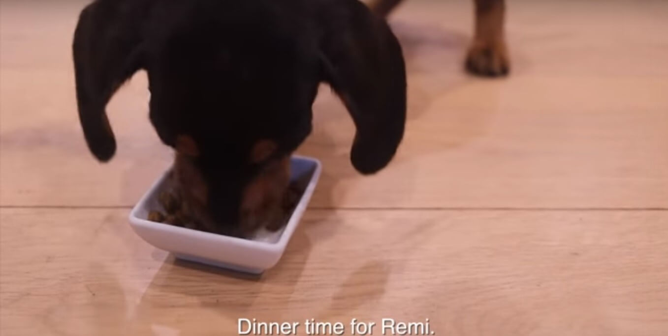 ダックスフンド,動画