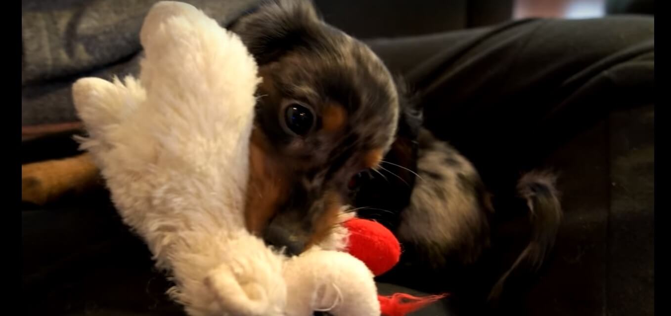 ダックスフンド,動画