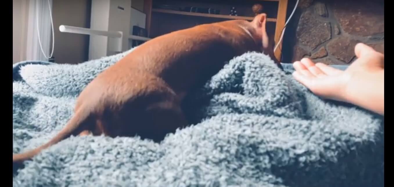 ダックスフンド,動画