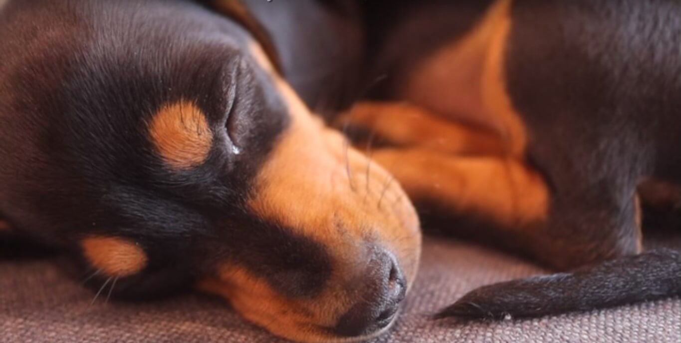 ダックスフンド,動画