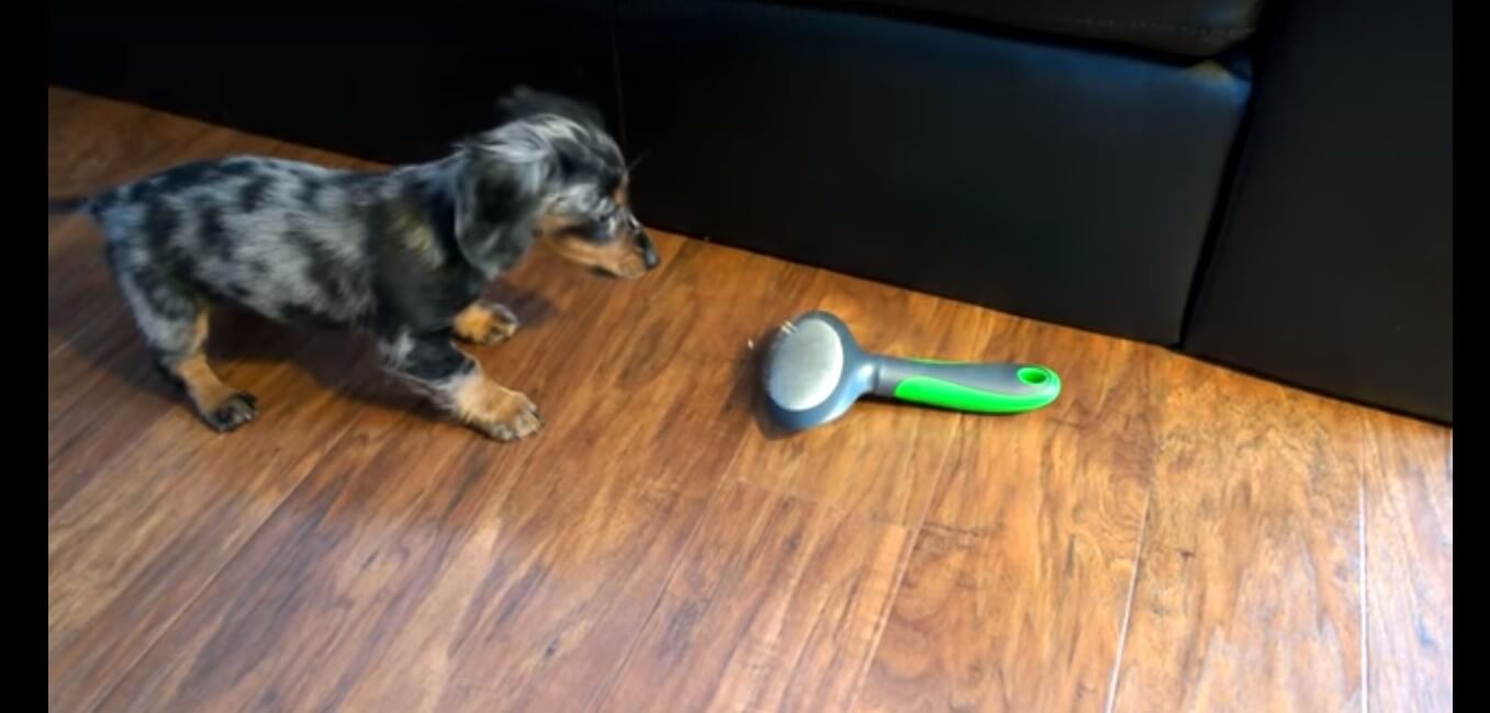 ダックスフンド,動画