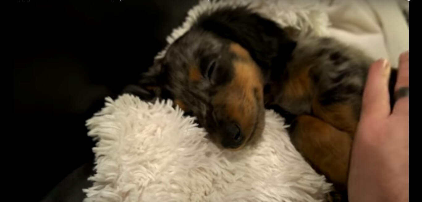 ダックスフンド,動画