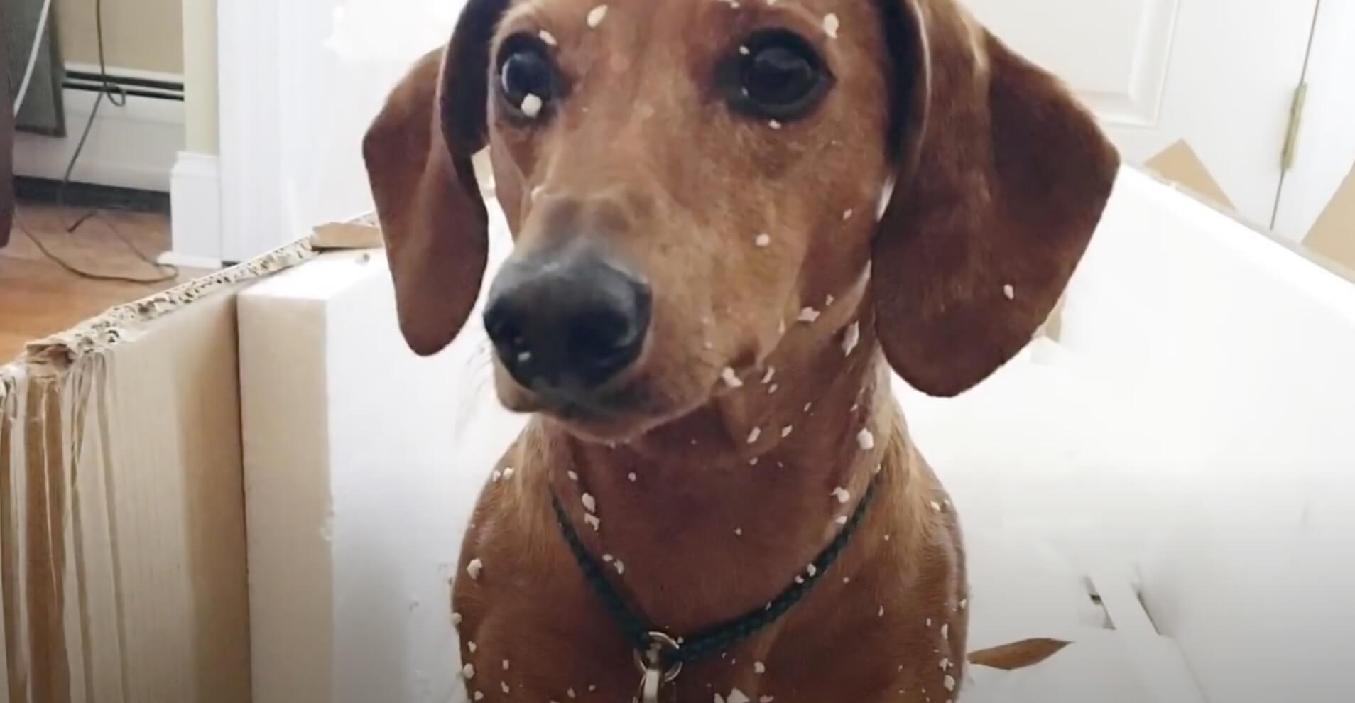 ダックスフンド,動画