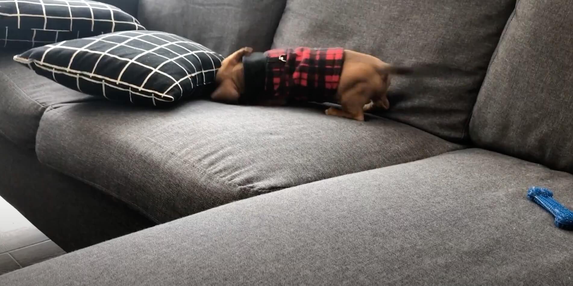 ダックスフンド,動画