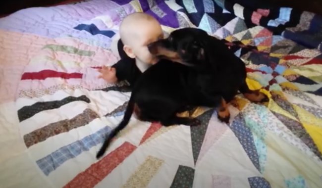 ダックスフンド,動画