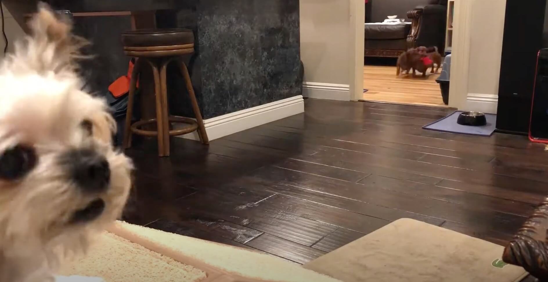 ダックスフンド,動画