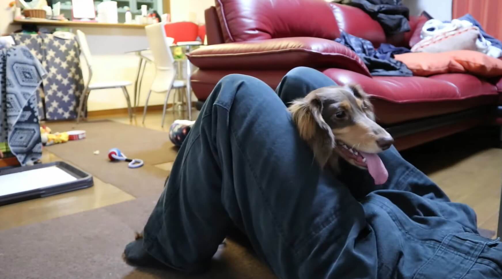 ダックスフンド,動画