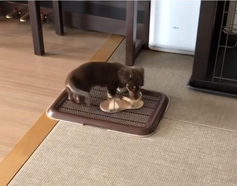 ダックスフンド,動画