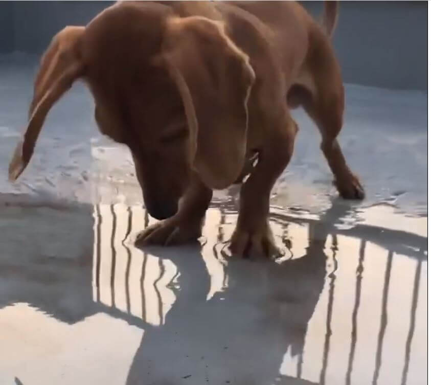 ダックスフンド,動画