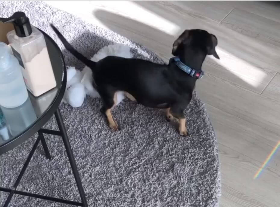 ダックスフンド,動画