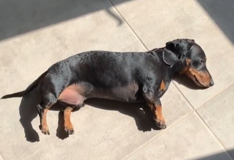 ダックスフンド,動画