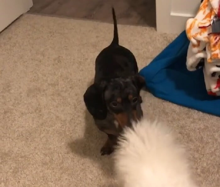 ダックスフンド,動画