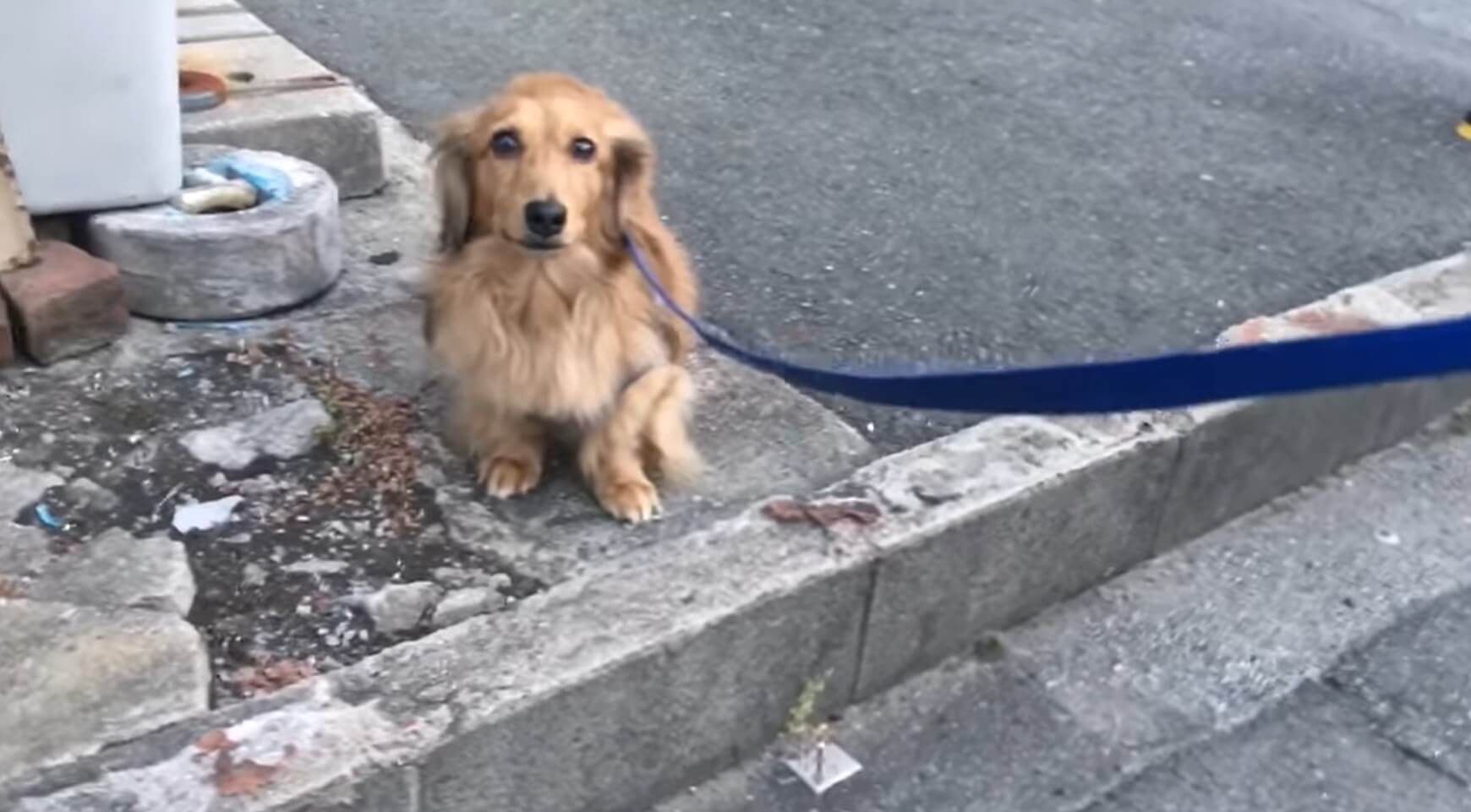 ダックスフンド,動画