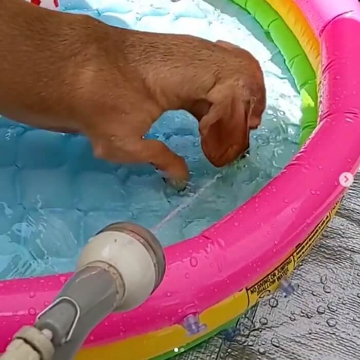 ダックスフンド,動画