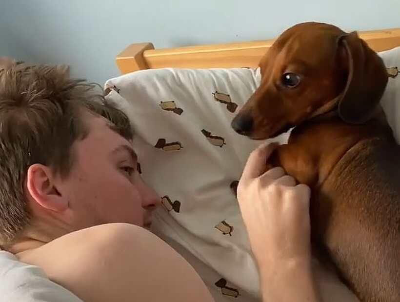 ダックスフンド,動画