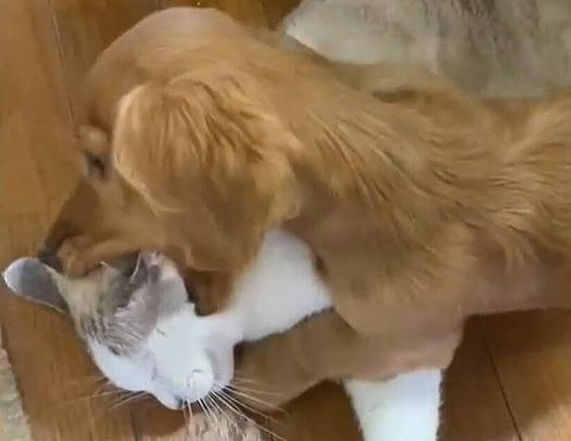 ダックスフンド,動画