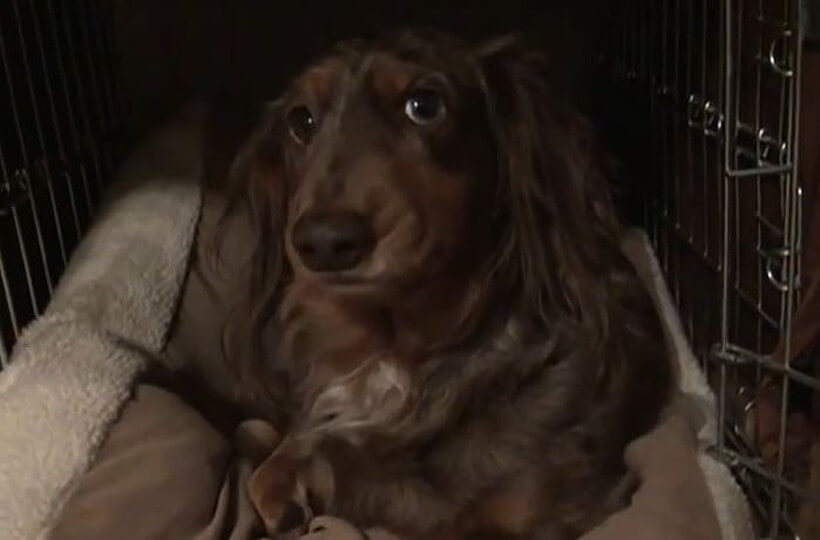 ダックスフンド,動画