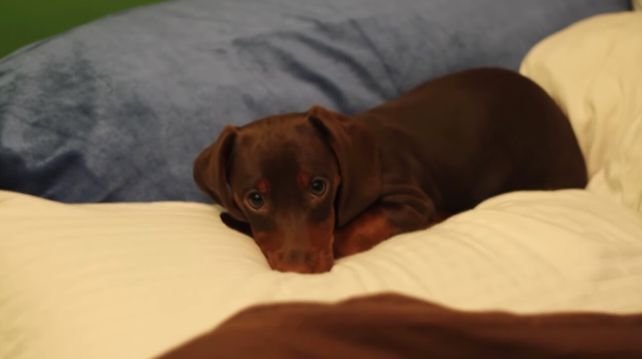 ダックスフンド,動画